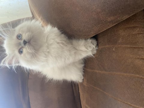 Chinchilla kediler yeni yuvamızı arıyoruz