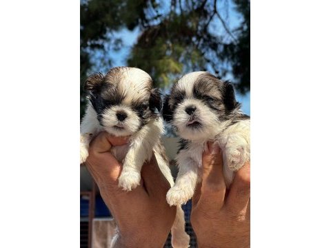 Shih tzu şitsu yavrular