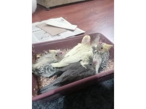 1 aylık sultan papağanı yavruları