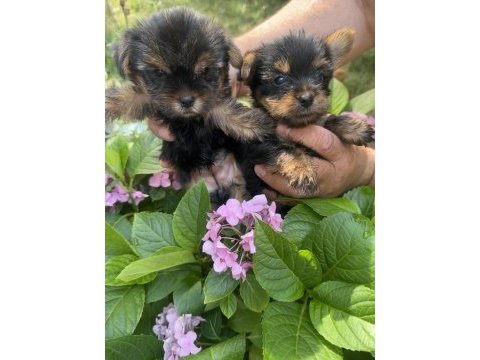 Mini boy dişi teacup yorkshire terrier
