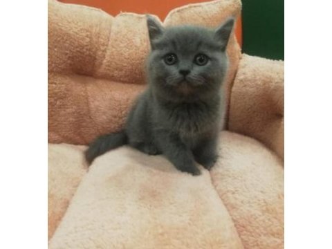 British shorthair yavru kediler