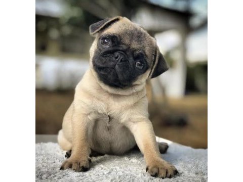 Irk ve sağlık garantili pug bebekler