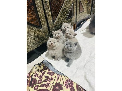 British shorthair bayram şekerleri