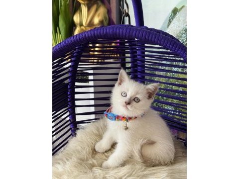 Safkan british shorthair yavrular