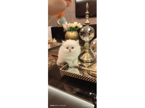 Full şecereli british longhair bebekler