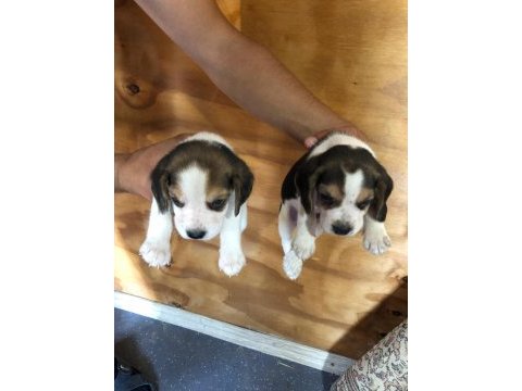 Safkan anne ve babadan beagle yavruları
