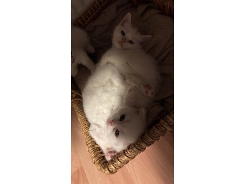 Scottish fold kedimize yeni güzel aileler arıyoruz acil