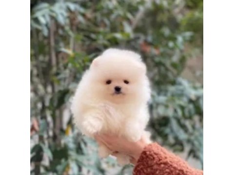 Pomeranian boo bebekleri