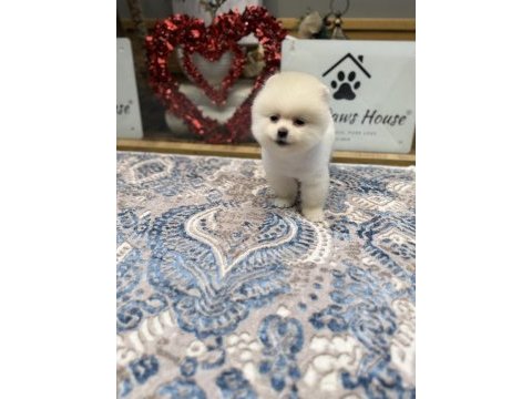 En güzel pomeranian boo yavrualar