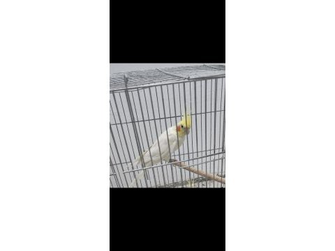 Yarı evcil erkek lutino kırmızı göz sultan papağanı
