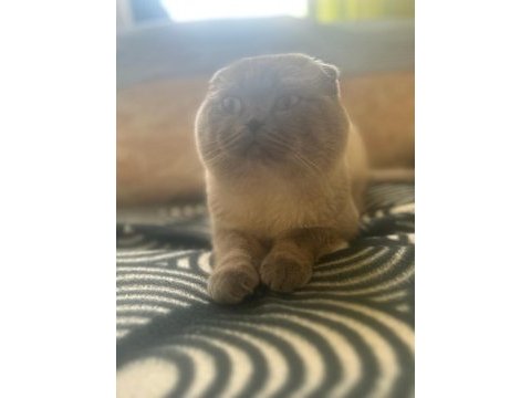 Scottish fold 2 aylık