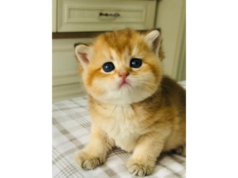 A kalite british shorthair golden yavrular
