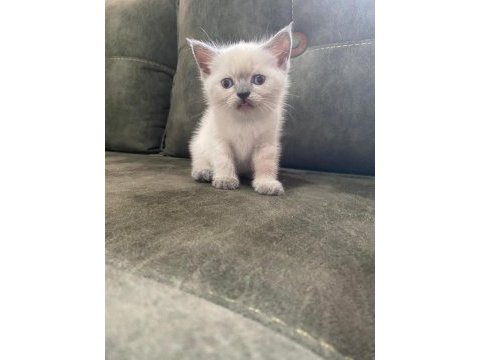 British shorthair yavrularımız