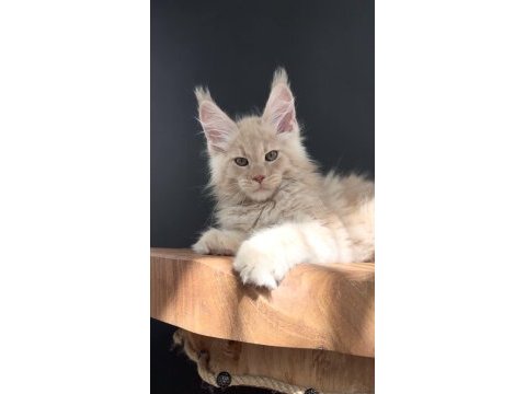 Üst kaliteli erkek maine coon