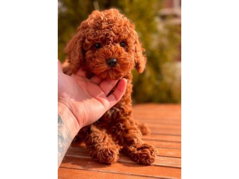 Red toy poodle yavrular
