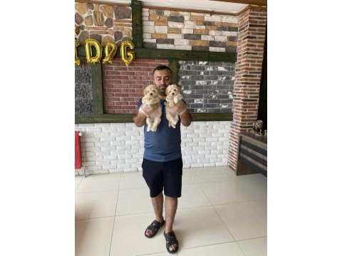 Maltipoo yavrular çeşit çeşit yavrular mağazamızda görün