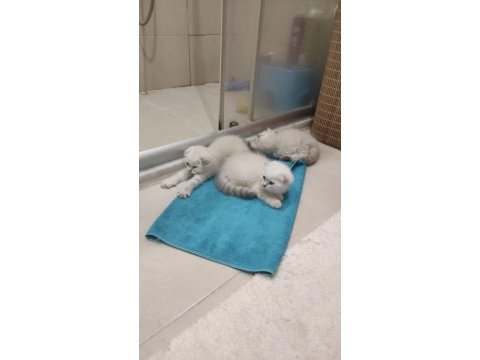 2 aylık 2 erkek 1 dişi scottish fold yavrular