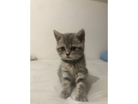 Oyunbaz british shorthair evinizin yeni neşe kaynağı olacak
