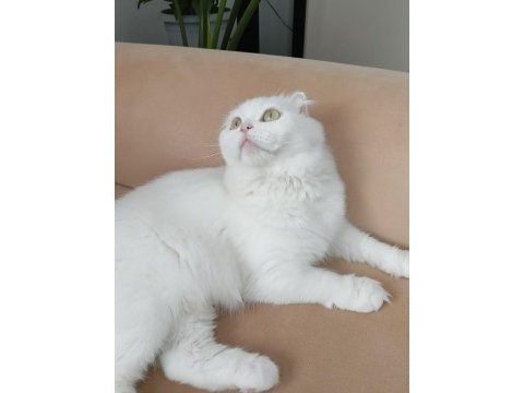 Beyaz scottish fold