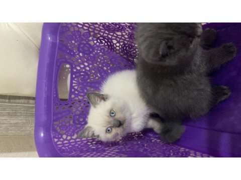 60 günlük blue point kedimiz