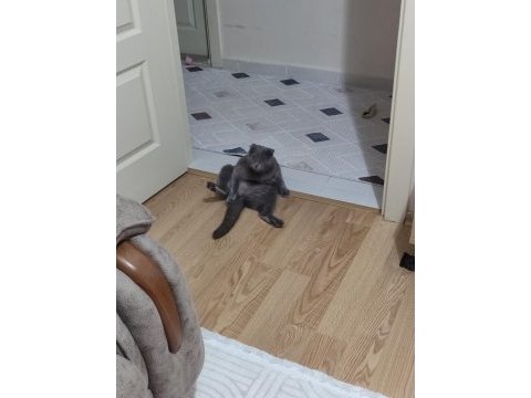 Scottish fold kedimizi sahiplendirme