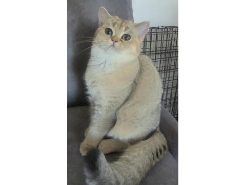 5 aylık golden scottish straight dişi