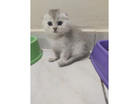 Sahibinden scottish fold
