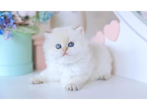 Köpük silver british longhair