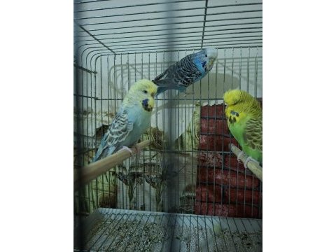 Çek jumbo şov jumbo albino muhabbet kuşu