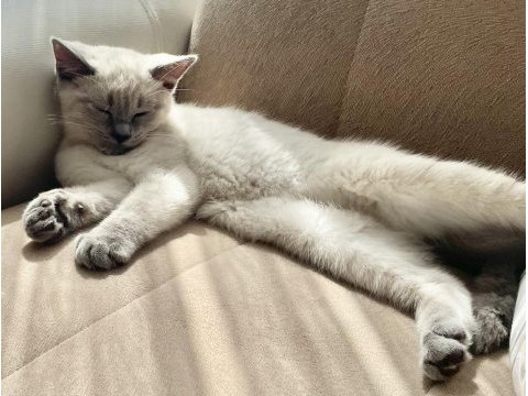 British shorthair sevimli bebekler