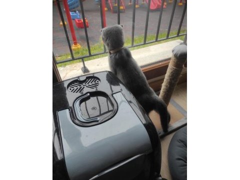 Scottish fold erkek 4 aylık