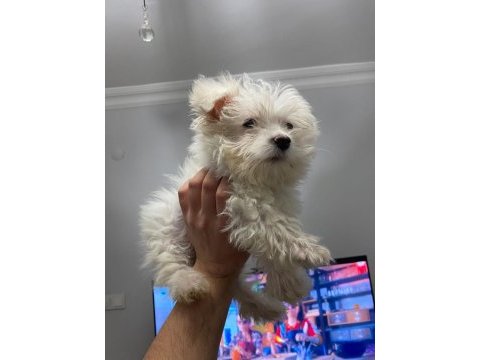 Mükemmel kalite maltese terrier 0 numara