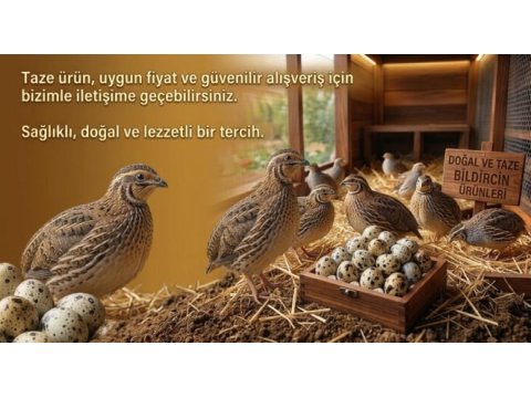 Bıldırcınlar