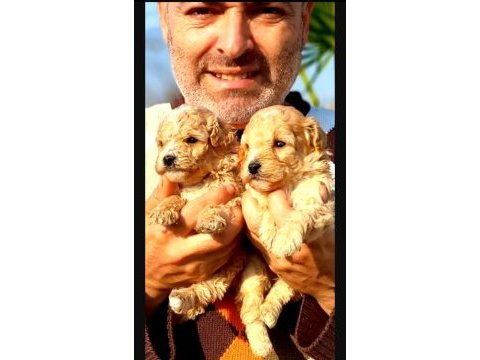 Maltipoo yavrularımız yeni yuvalarına gitmeye hazır