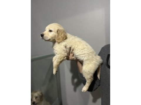 Golden retriever yavrular