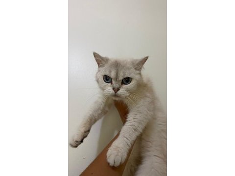 British shorthair silver kızanı yakın