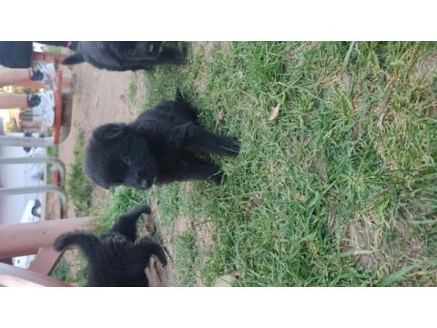 Kara alman kurdu yavruları