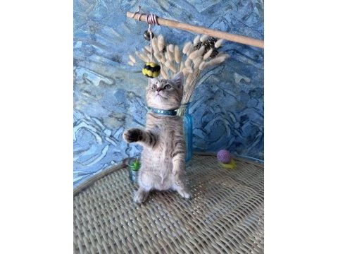 British shorthair black golden dişi ve erkek yavrular