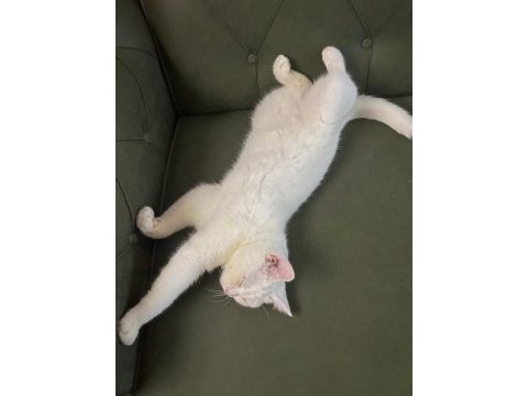 Acil sahiplendirme british shorthair