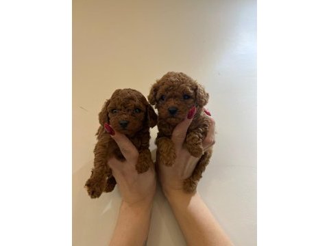 Poodle minnaklarımıza yuva arıyoruz