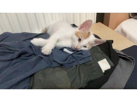 Aşıları tam kedimiz sahibini bekliyor