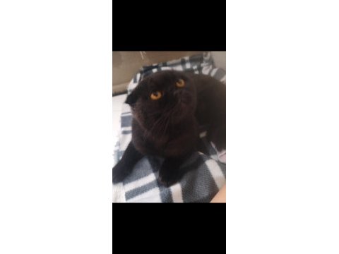 Siyah yavru scottish fold ilanı