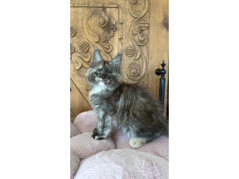 Full şecereli mükemmel profilde dev maine coon yavruları