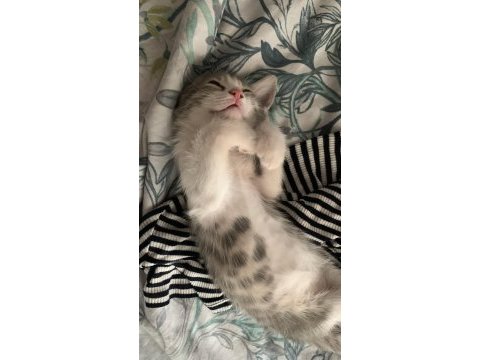 Çok oyuncu erkek kedi şanslı