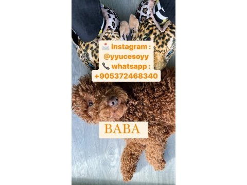 Poodle ayarında antialerjik maltipoo