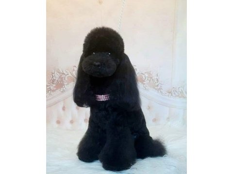 Bir avuç mutluluk toy poodle