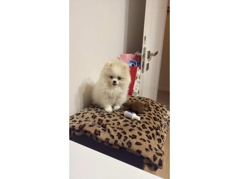 Pomeranian yavru dişi