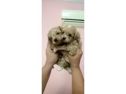 Sıfır burun maltipoo