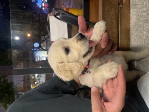 Golden retriever tuvalet eğitimi otur eğitimi vardır