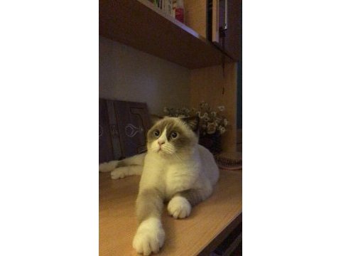 Scottish blue point 3 yaş dişi kedi